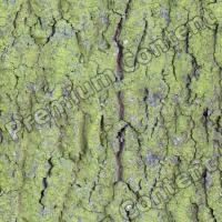 Seamless Bark 0011